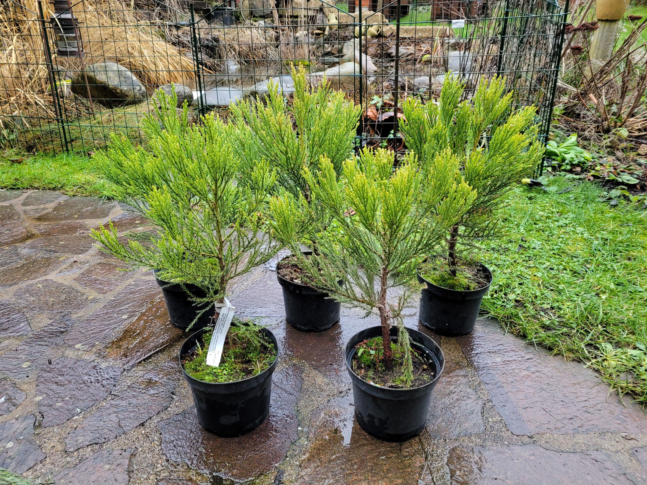 Kalifornischer Berg-Mammutbaum (Sequoiadendron giganteum) 3 - jährig, 60 cm